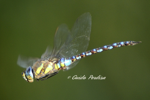 Anax parthenope, in volo? - No, Aeshna mixta